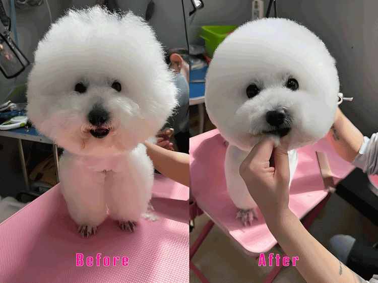 Before and after professional pet grooming results for a Bichon Frise using curved grooming shears.