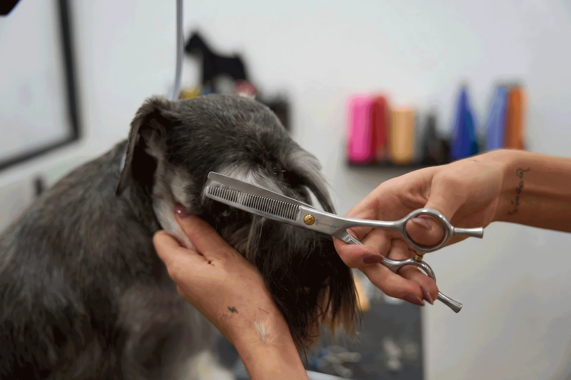 Precise facial trimming requires fine thinning shears to ensure a natural finish and pet safety